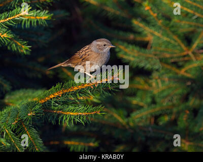 Hedge Sparrow Prunella modularis en bois de conifères Banque D'Images