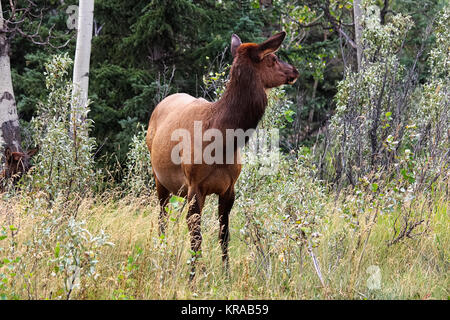 Une femelle wapiti broute des herbes. Banque D'Images