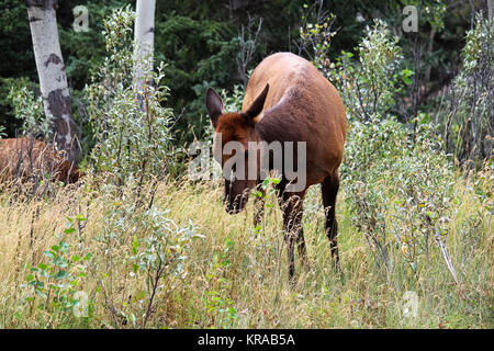 Une femelle wapiti broute des herbes. Banque D'Images