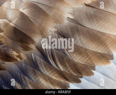 Cygne tuberculé Cygnus olar plumes des ailes d'oiseaux immatures avant de tourner white Banque D'Images