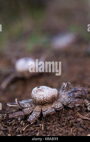 Astraeus hygrometricus, type de champignon sur le sol d'une forêt de pins. Banque D'Images