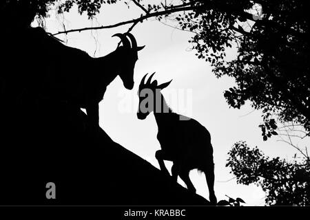 L'image de Nilgiri tahr (Nilgiritragus hylocrius) à Valparai, Tamil Nadu, Inde Banque D'Images