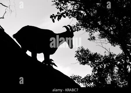 L'image de Nilgiri tahr (Nilgiritragus hylocrius) à Valparai, Tamil Nadu, Inde Banque D'Images