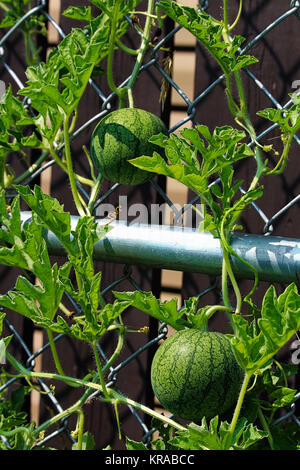 Deux jeunes de plus en plus les pastèques debout sur un treillis. Banque D'Images