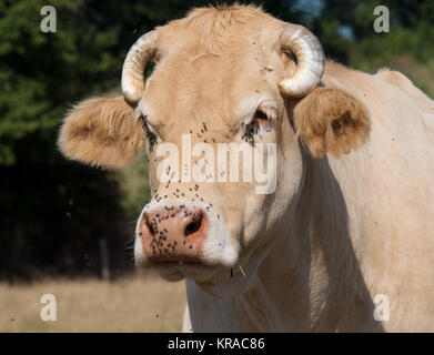 Gros plan sur la tête d'une vache avec vole Banque D'Images
