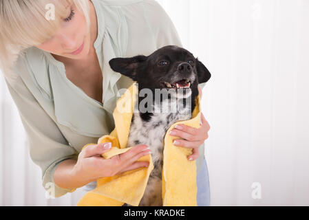 Woman Drying Her Dog avec serviette à la maison Banque D'Images