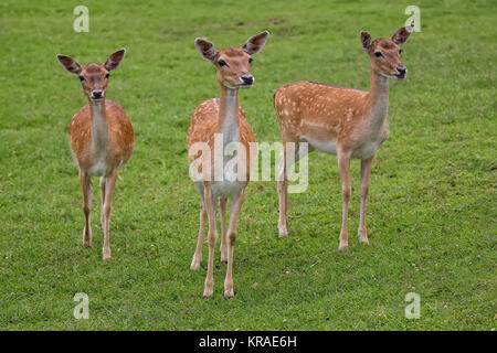 Cerfs en jachère dans une clairière Banque D'Images