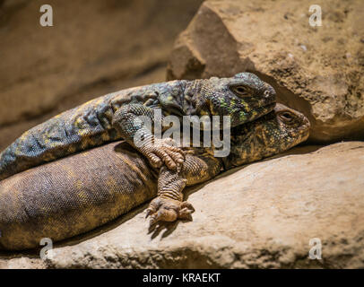 Lézard épineux bleu et un monstre de Gila Banque D'Images