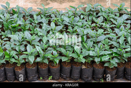 Dans une pépinière de plantes de café Banque D'Images