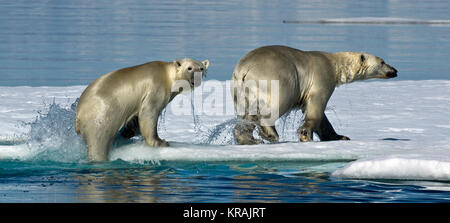 L'ours blanc escalade hors de l'eau sur la glace, Scoresby Sound, du Groenland, de l'été 2017 Banque D'Images