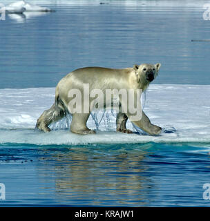 L'ours polaires marche sur la glace flottante, Scoresby Sound, du Groenland, de l'été 2017. L'ours s'égoutte beaucoup d'eau. Banque D'Images