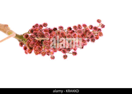 Rhus typhina seule fleur Banque D'Images