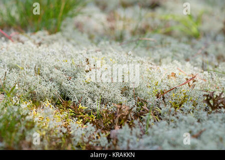 Plan Macro sur renne blanc moss Banque D'Images