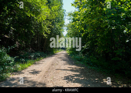 Route allant en montagnes et passe à travers le livre vert forêt ombragée dans le domaine Banque D'Images