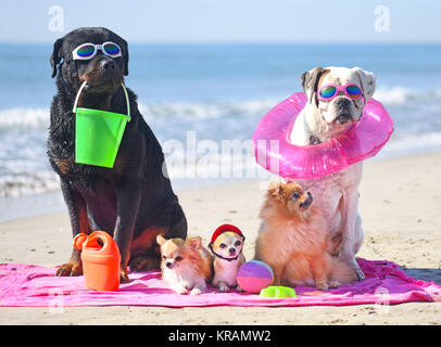 Groupe de chiens assis sur la plage Banque D'Images