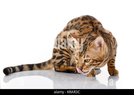 Les chats de race Bengal. Isolated on white Banque D'Images