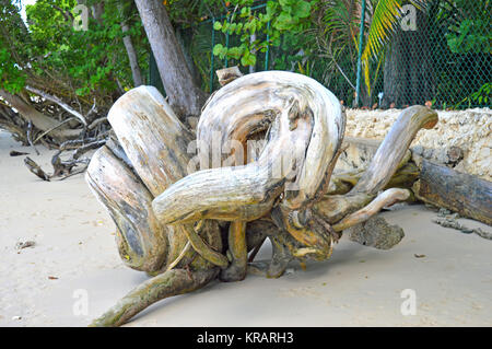 Driftwood noueux les racines des arbres sur la plage de la Barbade Holetown à St James Banque D'Images