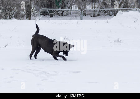 Errants affamés chien noir essaie d'attraper petite souris qui se cache dans la neige profonde Banque D'Images