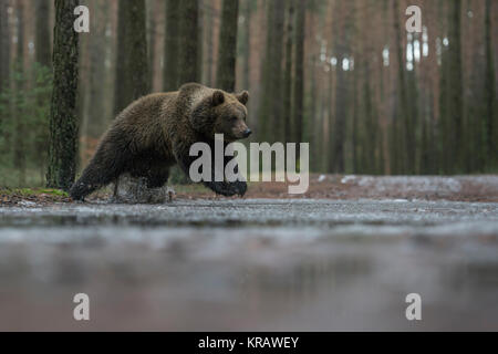 Ours brun eurasien ( Ursus arctos ), les jeunes adolescents, CUB, courir, sauter par le biais d'une flaque, traversée d'une route forestière en hiver, l'Europe. Banque D'Images
