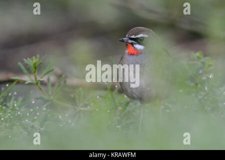 Siberian Rubythroat Luscinia calliope / Rubinkehlchen ( ), homme oiseau, caché sur le terrain dans la végétation basse, très rare winterguest en Europe de l'Ouest. Banque D'Images