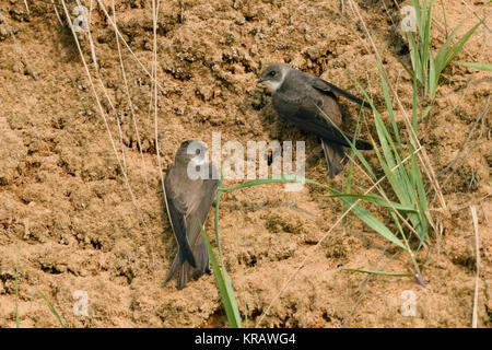 Sand Martin / Hirondelles de rivage (Riparia riparia), en couple, à peine arrivé dans le territoire de reproduction, à la recherche d'un endroit pour creuser leur nid, les trous de l'Europe. Banque D'Images