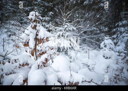 Couvert de neige dans le bois d'arbres feuillus Banque D'Images