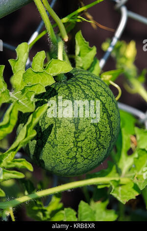 Libre d'un melon d'immatures et de la vigne. Banque D'Images