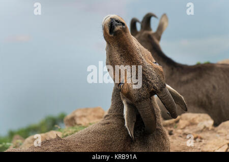 L'image de Nilgiri tahr (Nilgiritragus hylocrius) à Valparai, Tamil Nadu, Inde Banque D'Images