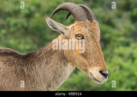 L'image de Nilgiri tahr (Nilgiritragus hylocrius) à Valparai, Tamil Nadu, Inde Banque D'Images