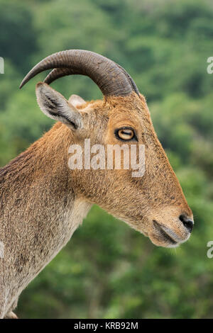 L'image de Nilgiri tahr (Nilgiritragus hylocrius) à Valparai, Tamil Nadu, Inde Banque D'Images