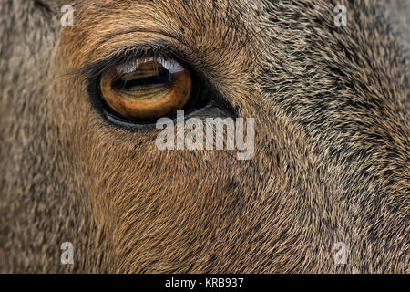 L'image de Nilgiri tahr (Nilgiritragus hylocrius) à Valparai, Tamil Nadu, Inde Banque D'Images