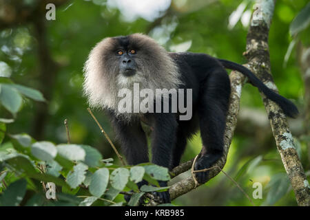 L'image de lion-tailed macaque (Macaca silène) à Valparai,Tamil Nadu, Inde Banque D'Images