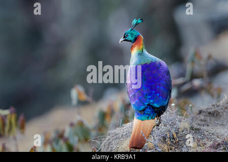 L'image de l'Himalayan monal (Lophophorus impejanus) dans Chopta, Uttrakhand, Inde Banque D'Images