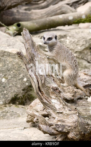 Suricata suricatta. Un meerkat en captivité au Royaume-Uni en quête de nourriture. Banque D'Images