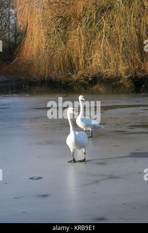 Cygnus olor. Une paire de Cygnes tuberculés sur un lac gelé. Banque D'Images