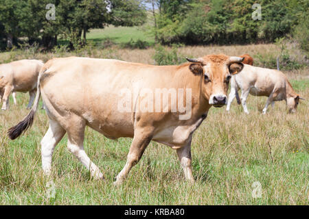 Boeuf de l'Aubrac vache dans un pâturage avec un troupeau de vaches, bovins looking at camera dans un close up Vue de côté. Race française utilisé pour la production de viande et de lait Banque D'Images