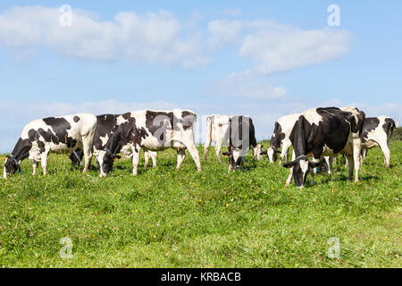 Troupeau de Holstein noir et blanc les bovins laitiers, les vaches qui paissent dans un pâturage verdoyant sur l'horizon Banque D'Images