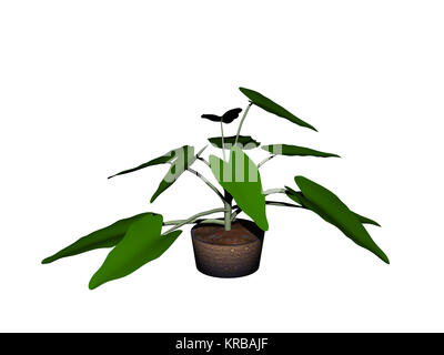 Plante foliaire en pot de fleur Banque D'Images