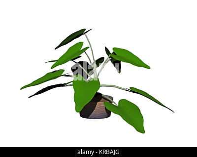 Plante foliaire en pot de fleur Banque D'Images