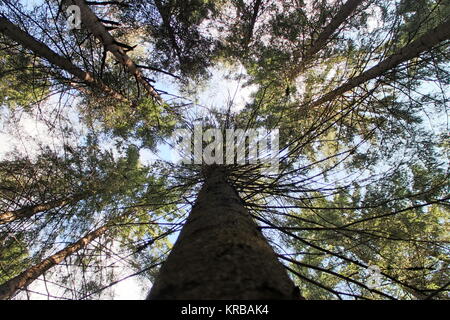 Treesy pin haute au-dessus de la tête, de bas en haut Banque D'Images