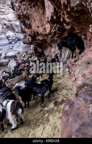 Un troupeau de chèvres élevé (environ 3000 mètres au-dessus du niveau de la mer, dans l'Atlas, Maroc. Banque D'Images