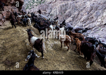 Un troupeau de chèvres élevé (environ 3000 mètres au-dessus du niveau de la mer, dans l'Atlas, Maroc. Banque D'Images