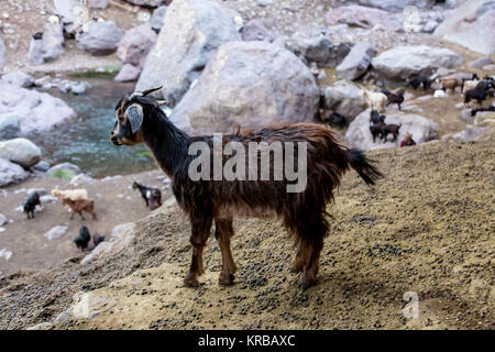 Un troupeau de chèvres élevé (environ 3000 mètres au-dessus du niveau de la mer, dans l'Atlas, Maroc. Banque D'Images