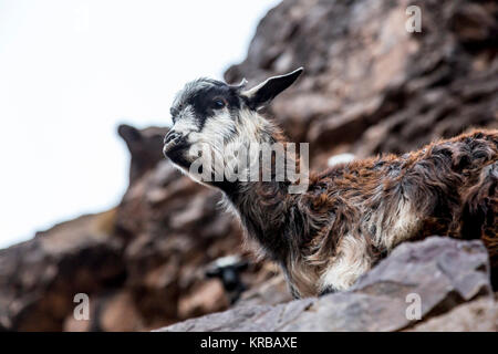 Un troupeau de chèvres élevé (environ 3000 mètres au-dessus du niveau de la mer, dans l'Atlas, Maroc. Banque D'Images