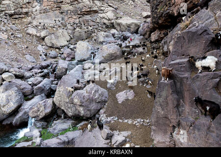 Un troupeau de chèvres élevé (environ 3000 mètres au-dessus du niveau de la mer, dans l'Atlas, Maroc. Banque D'Images