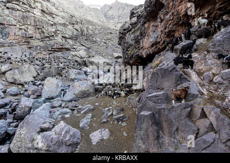 Un troupeau de chèvres élevé (environ 3000 mètres au-dessus du niveau de la mer, dans l'Atlas, Maroc. Banque D'Images