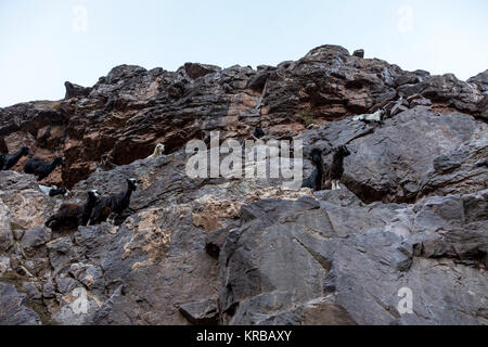 Un troupeau de chèvres élevé (environ 3000 mètres au-dessus du niveau de la mer, dans l'Atlas, Maroc. Banque D'Images