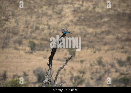 Lilac breasted roller bird au Pilanesberg National Park, North West Provinve, Afrique du Sud Banque D'Images