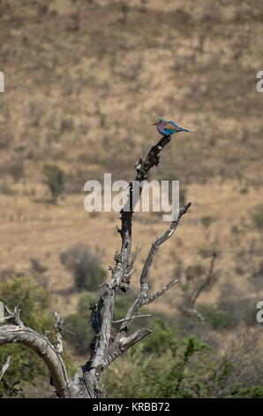 Lilac breasted roller bird au Pilanesberg National Park, North West Provinve, Afrique du Sud Banque D'Images