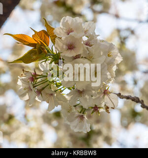 Grappe de fleurs de cerisier blanc centré dans un cadre carré. Profondeur de champ alors que sun fleurs isolats met en évidence les nouvelles feuilles. Banque D'Images